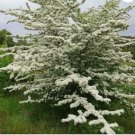ENGLISH ONESEED HAWTHORN Crataegus Monogyna 10 SEEDS FJ