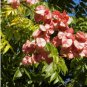 CHINESE FLAMETREE Koelreuteria Bipinnata 5 SEEDS FJ