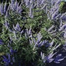 LILAC CHASTE TREE Vitex Agnus castus 10 SEEDS FJ
