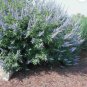 LILAC CHASTE TREE Vitex Agnus castus 20 SEEDS FJ