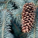 BLUE SPRUCE Picea Pungens Glauca 30 SEEDS FJ