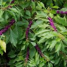 AMERICAN BEAUTYBERRY Callicarpa Americana 15 SEEDS FJ