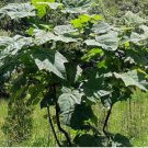BEAUTIFUL PAULOWNIA TREE Paulownia Elongata 200 SEEDS FJ