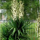ADAM'S NEEDLE Yucca Filamentosa 30 SEEDS FJ