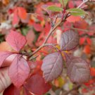 FRAGRANT LEMON SUMAC Rhus Aromatica 20 SEEDS FJ