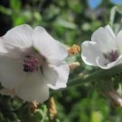 MARSH MALLOW Althaea Officinalis 25 SEEDS FJ MARSH MALLOW Althaea Officinalis 25 SEEDS FJ