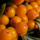 SEA BUCKTHORN Hippophae Rhamnoides 25 SEEDS FJ
