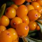 SEA BUCKTHORN Hippophae Rhamnoides 25 SEEDS FJ