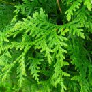 NORTHERN WHITE CEDAR Thuja Occidentalis 25 SEEDS FJ