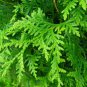 NORTHERN WHITE CEDAR Thuja Occidentalis 50 SEEDS FJ