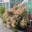 EUROPEAN SMOKEBUSH Cotinus Coggygria 20 SEEDS FJ