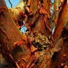 PAPERBARK MAPLE Acer Griseum 5 SEEDS FJ