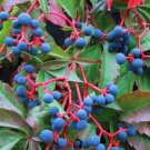 VIRGINIA CREEPER Parthenocissus Quinquefolia 20 SEEDS FJ