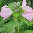 PINK MALLOW Hibiscus Moscheutos Palustris 10 SEEDS FJ
