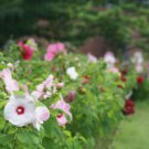 ROSEMALLOW MIXED Hibiscus Moscheutos Moscheutos 10 SEEDS FJ