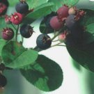 SNOWY MESPILUS Amelanchier Ovalis 20 SEEDS FJ