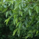 JAPANESE ALDER Alnus Japonica 30 SEEDS FJ
