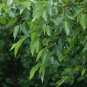 JAPANESE ALDER Alnus Japonica 60 SEEDS FJ