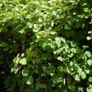 CHINESE ACTINIDIA Actinidia Chinensis 100 SEEDS FJ
