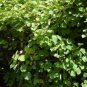 CHINESE ACTINIDIA Actinidia Chinensis 100 SEEDS FJ