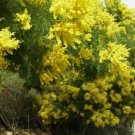 GREEN WATTLE ACACIA Acacia Decurrens 100 SEEDS FJ
