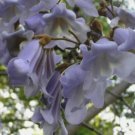 PRINCESS TREE Paulownia Tomentosa 2000 SEEDS FJ