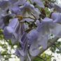 PRINCESS TREE Paulownia Tomentosa 2000 SEEDS FJ