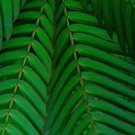 SENSITIVE PLANT Mimosa Pudica 25 SEEDS FJ