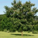 AMUR MAACKIA Maackia Amurensis - 10+ SEEDS FJ