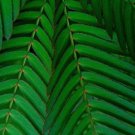 SENSITIVE PLANT Mimosa Pudica - 30+ SEEDS FJ