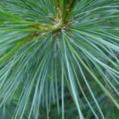 BALKAN PINE Pinus Peuce / excelsa - 10+ SEEDS FJ