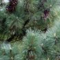 BALKAN PINE Pinus Peuce / excelsa - 10+ SEEDS FJ