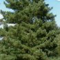 BALKAN PINE Pinus Peuce / excelsa - 10+ SEEDS FJ