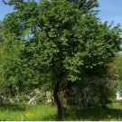 CHERRY PLUM Prunus Cerasifera / Myrobalan - 5 SEEDS FJ