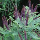 INDIGO BUSH Amorpha Fruticosa - 50+ SEEDS FJ