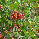 SKUNKBUSH SUMAC Rhus Trilobata - 20+ SEEDS FJ