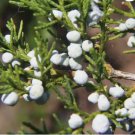EASTERN RED CEDAR Juniperus Virginiana - 30+ SEEDS FJ