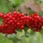 HIGH BUSH CRANBERRY Viburnum Trilobum - 10+ SEEDS FJ