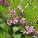BRISTLY LOCUST Robinia Fertilis - 20 SEEDS FJ