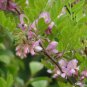 BRISTLY LOCUST Robinia Fertilis - 20 SEEDS FJ