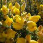GORSE Ulex Europaeus - 30+ SEEDS FJ