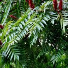 STAGHORN SUMAC Rhus Typhina - 30+ SEEDS FJ
