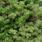 JAPANESE CHEESWOOD Pittosporum Tobira - 10+ SEEDS FJ