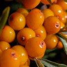 SEA BUCKTHORN Hippophae Rhamnoides - 30+ SEEDS FJ