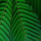 SENSITIVE PLANT Mimosa Pudica - 50+ SEEDS FJ