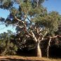RED RIVER GUM Eucalyptus Camaldulensis - 100+ SEEDS FJ