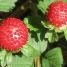 STRAWBERRY INDIAN Duchesnea Indica Tuttifrutti - 1,000 Bulk Seeds FJ