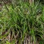SEDGE PENDULOUS FRESH LOOK Carex Pendula - 100 Bulk Seeds FJ
