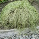 SEDGE NEW ZEALAND HAIR FROSTED CURLS Carex Comans - 100 Bulk Seeds FJ