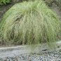 SEDGE NEW ZEALAND HAIR FROSTED CURLS Carex Comans - 100 Bulk Seeds FJ